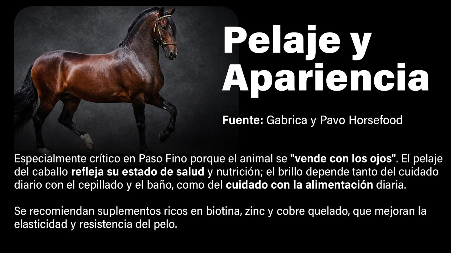 Problemática de pelaje y apariencia en equinos